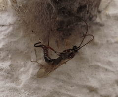 Tromatobia lineatoria