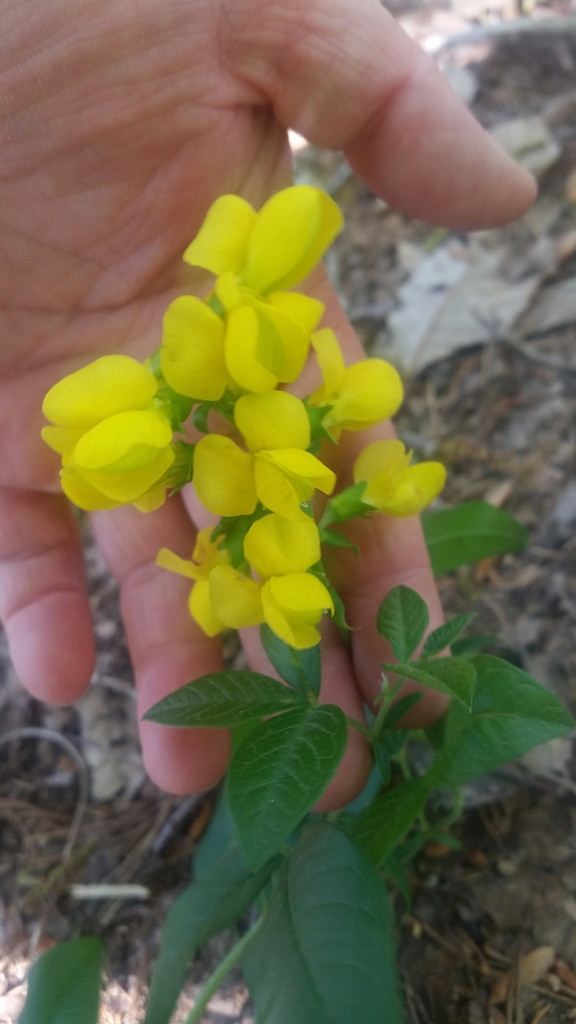 Soft-haired Thermopsis