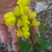 Soft-haired Thermopsis - Photo (c) theknowitallnaturalist, some rights reserved (CC BY-NC)