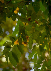 Toechima daemelianum