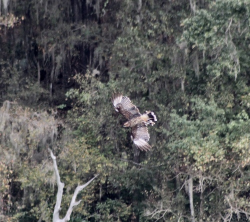 Rostrhamus sociabilis image