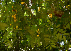 Toechima daemelianum