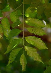 Toechima daemelianum