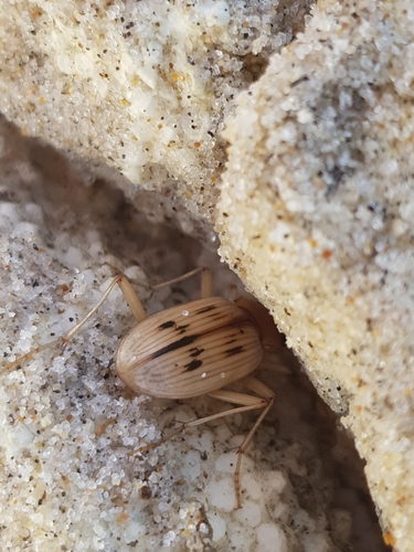 photo of The Beachcomber (Eurynebria complanata)