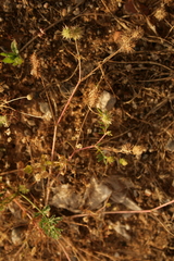 Onobrychis caput-galli