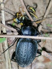 Carabus lusitanicus