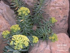 Euphorbia jolkinii