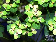 Euphorbia jolkinii