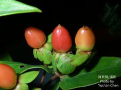 Euphorbia jolkinii