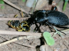 Carabus lusitanicus