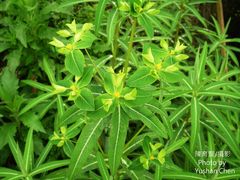 Euphorbia jolkinii