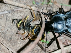 Carabus lusitanicus