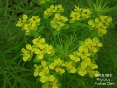 Euphorbia jolkinii