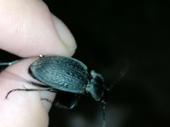 Carabus lusitanicus