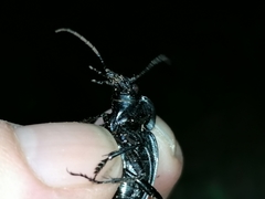 Carabus lusitanicus