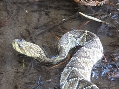 Crotalus basiliscus