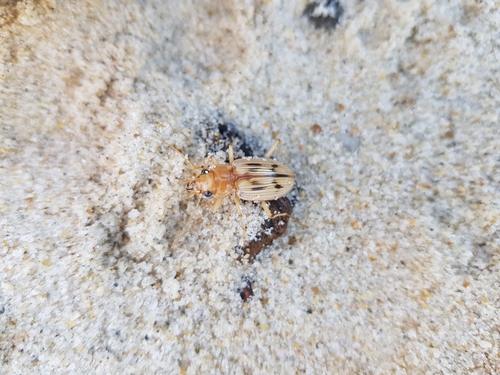 photo of The Beachcomber (Eurynebria complanata)