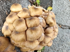 Armillaria