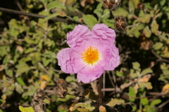 Cistus creticus eriocephalus