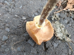 Armillaria