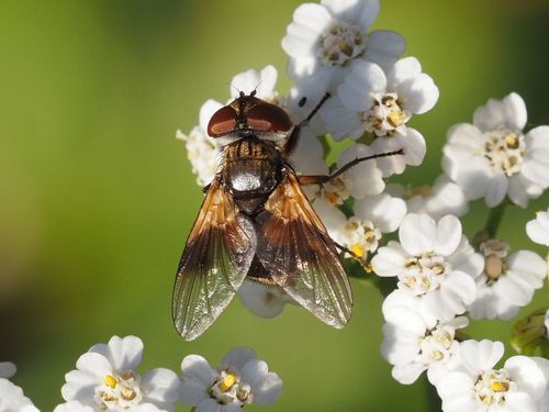 Ectophasia crassipennis photo 4