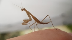 Miomantis paykullii