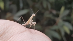 Miomantis paykullii
