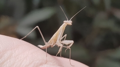 Miomantis paykullii
