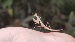 Miomantis paykullii
