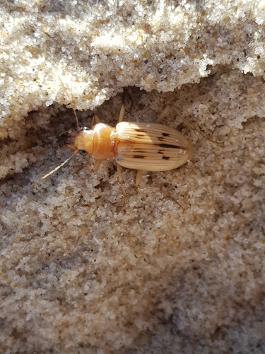 photo of The Beachcomber (Eurynebria complanata)