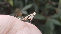 Miomantis paykullii