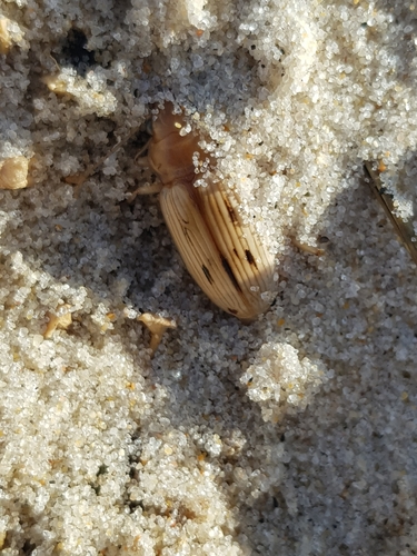 photo of The Beachcomber (Eurynebria complanata)