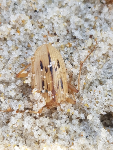 photo of The Beachcomber (Eurynebria complanata)