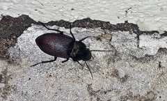 Neoaulacoryssus speciosus