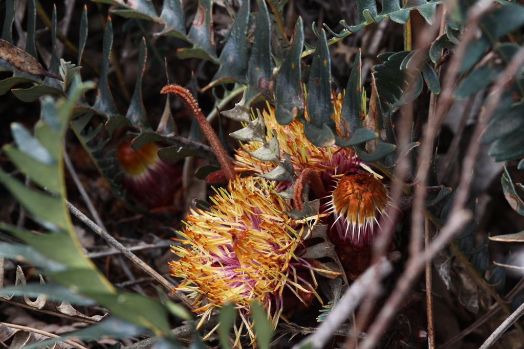 Drummond's Dryandra