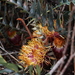 Banksia drummondii - Photo (c) MainlandQuokka, some rights reserved (CC BY-SA)