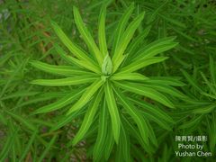 Euphorbia jolkinii