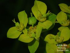 Euphorbia jolkinii
