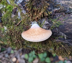 Crepidotus calolepis