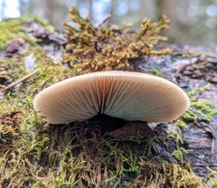 Crepidotus calolepis