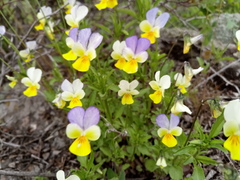 Viola hymettia