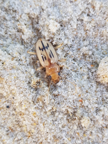 photo of The Beachcomber (Eurynebria complanata)