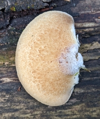 Crepidotus calolepis
