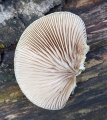 Crepidotus calolepis
