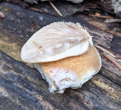 Crepidotus calolepis