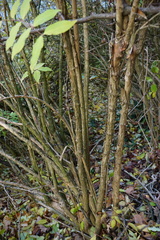 Deutzia crenata