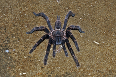 Chilobrachys stridulans