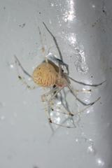 Chrysso lingchuanensis