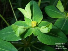 Euphorbia jolkinii