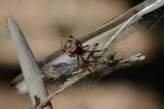 Parasteatoda cingulata